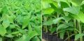 Green Organic tissue culture yelakki banana plants