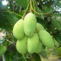 Natural Raw Green Mango