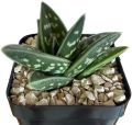 aloe variegata succulent plant
