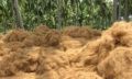 coconut coir