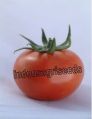 Indo Us Richnesh Tomato Hybrid Seeds