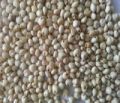 sorghum