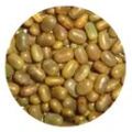 sesbania seed