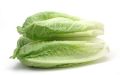 Lettuce - Romaine Green