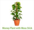Money Plant with Mos s Stick