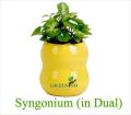 syngonium plant