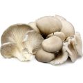 A Grade Oyster Mushroom