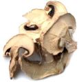 Common dried white button mushroom