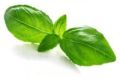 Authentic Sweet Basil Oil