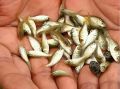 Mrigal Fish Seeds