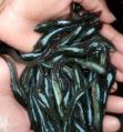 Whole murrel fish seeds