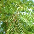 Azadirachta Indica Leaves