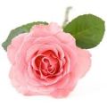 Rose Otto Flower Oil