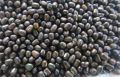 black matpe beans/ Urad beans
