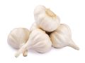 fresh garlic