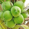 Organic Hard Green tender coconut