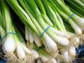 Fresh Natural Spring Onion