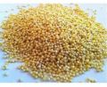 Yellow Amaranth Millet