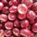 India Fresh Red Onion