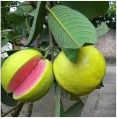 pink taiwan fresh guava