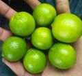 Organic Fresh Green Lemon