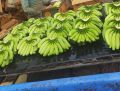 Green Organic Fresh Raw Banana
