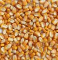 Organic yellow maize seeds
