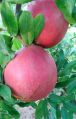 BHAGAVA SINDURI Organic SINDURI pomegranate fruit