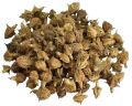 Dried Gokhru Seeds