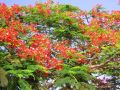 Royal Poinciana Plant