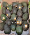 Oval Green imported fresh avocado