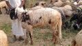Brown Cotton Fabric Marwadi sheep Sheep Leather