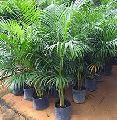 Areca Plants
