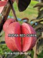 Organic Yellow Fresh rudra red guava plant