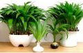 Chinese Palm Plant