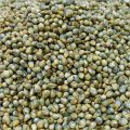 Pearl Millet Seeds