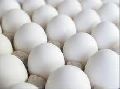 Antibiotic-free Fresh White Shell Eggs