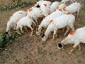 avishan sheep farm