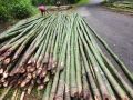 Green bamboo poles