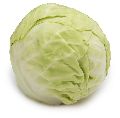 Fresh Cabbage