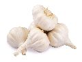 White fresh garlic