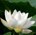 Fresh Lotus Flowers