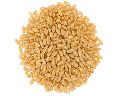 Brown Sharbati Wheat Seeds