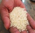 White Organic traditional rice