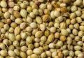 Organic Raw coriander seeds