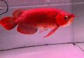 red arowana fish