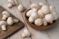 Organic White Button Mushroom