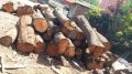 Non Polished Golden Brown N/A Round Mango Wood Logs