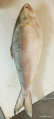 Frozen Hilsa Fish