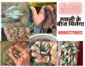 Rupchanda Fish Seeds